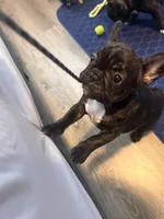 Brie, a female French Bulldog for sale in Boston, MA – Photo 1 of 10