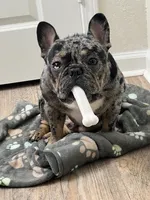 Brie, a female French Bulldog for sale in Boston, MA – Photo 9 of 10