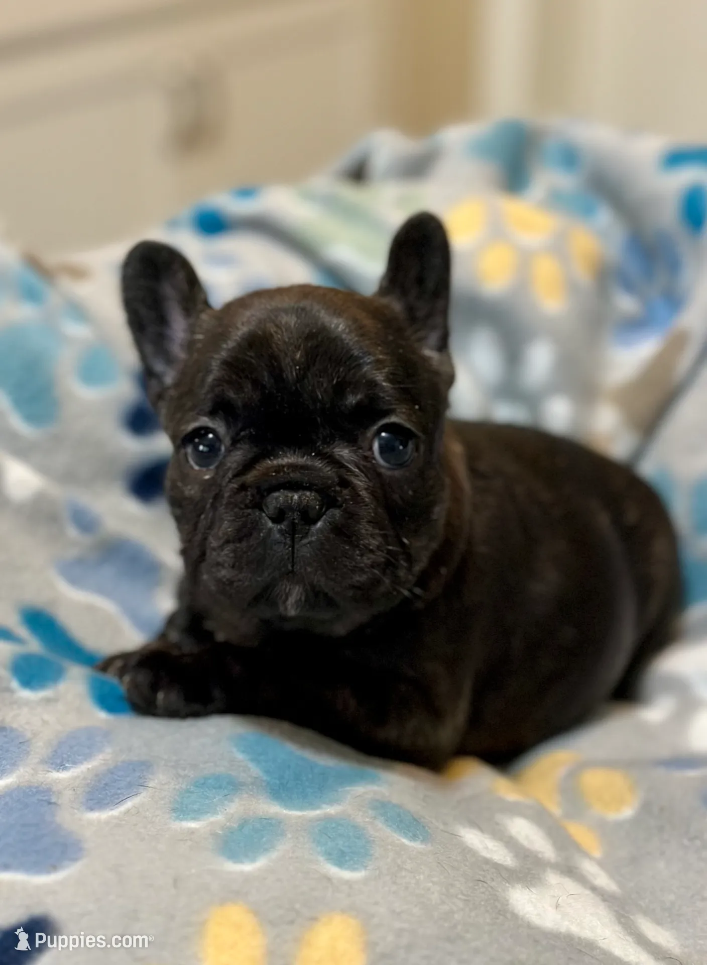 Brie, a female French Bulldog for sale in Boston, MA – Photo 5 of 10