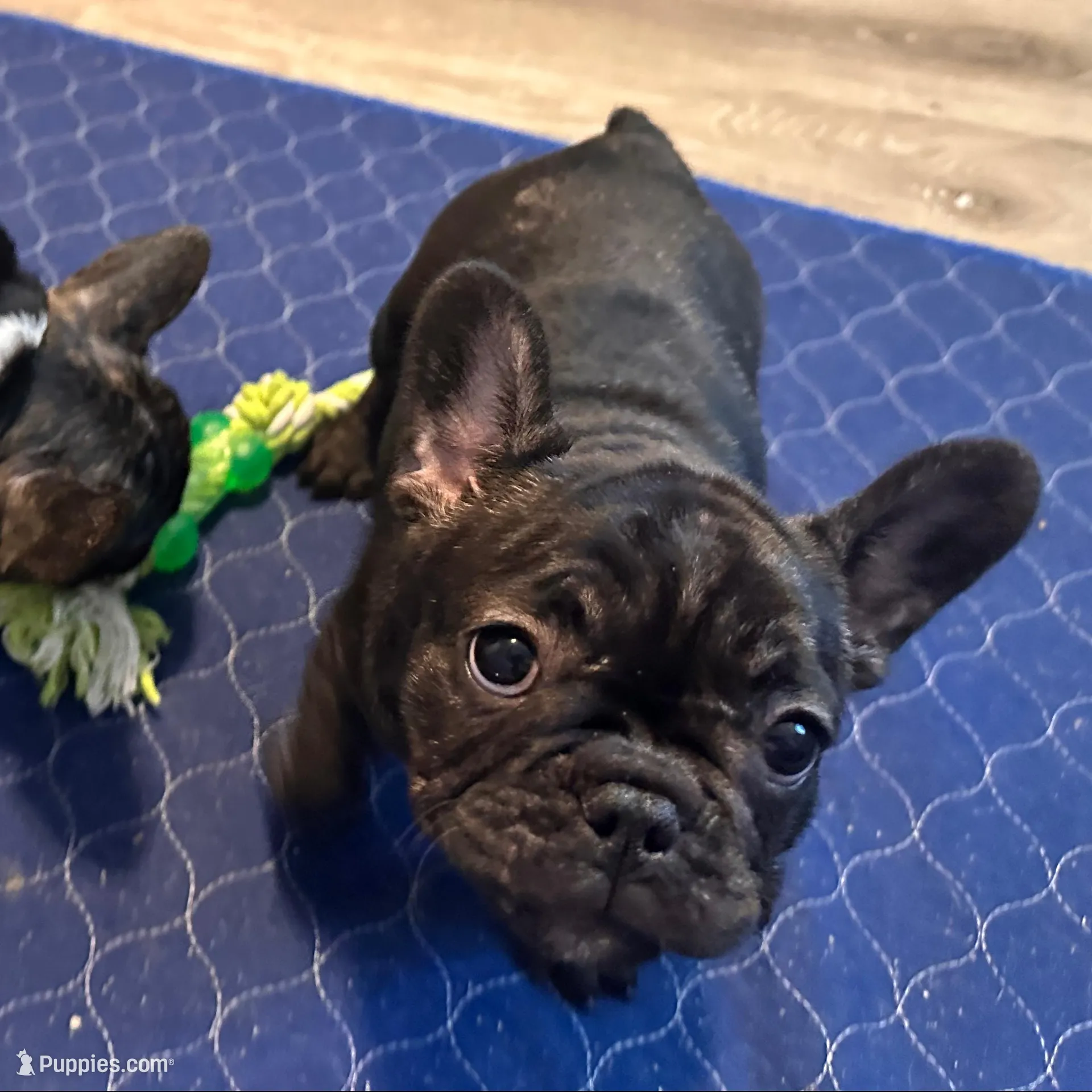 Brie, a female French Bulldog for sale in Boston, MA – Photo 2 of 10