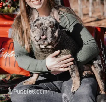 Brie, a female French Bulldog for sale in Boston, MA – Photo 10 of 10