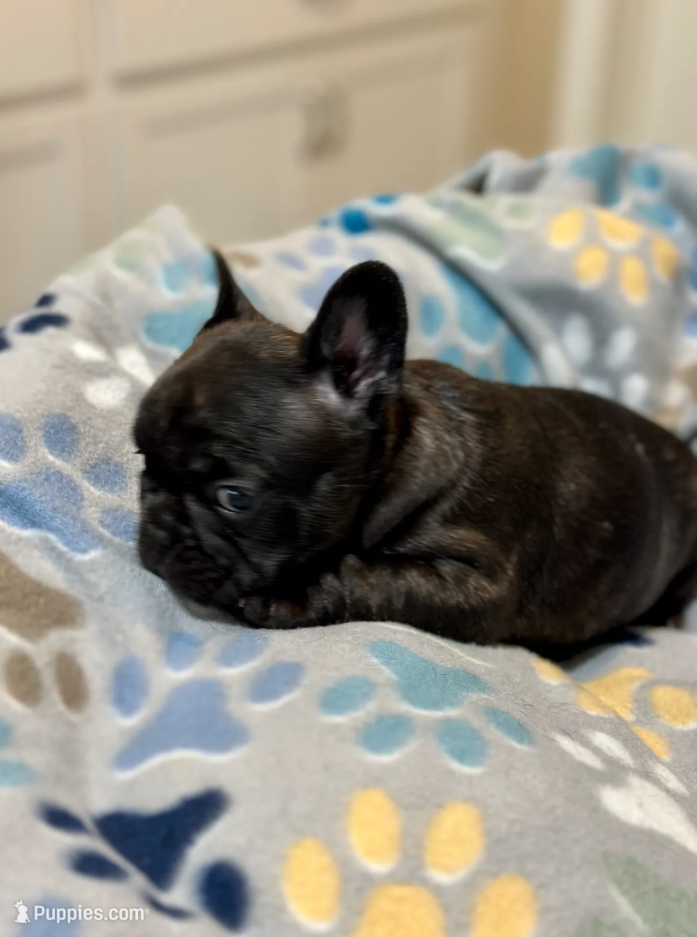Brie, a female French Bulldog for sale in Boston, MA – Photo 6 of 10