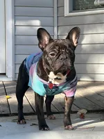 Brie, a female French Bulldog for sale in Boston, MA – Photo 8 of 10