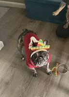 Harley, a female French Bulldog for sale in Boston, MA – 9 of 9