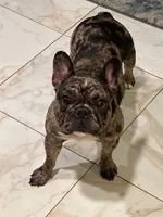 Harley, a female French Bulldog for sale in Boston, MA – 2 of 9