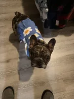 Harley, a female French Bulldog for sale in Boston, MA – 6 of 9