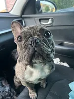 Harley, a female French Bulldog for sale in Boston, MA – 3 of 9