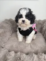 Lillian “Lil” 🌸 | Female Maltipoo, a female Maltipoo for sale in Fredericksburg, VA – 4 of 8