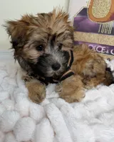 Benny James, a male Maltese and Silky Terrier for sale in Fredericksburg, VA – 4 of 9
