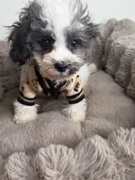 Phillip “Phil” 🐾 | Male Maltipoo, a male Maltipoo for sale in Fredericksburg, VA – 4 of 9