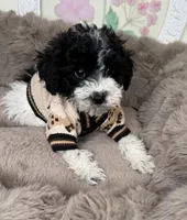 Onyx: Toy Poodle , a male Poodle - Toy  for sale in Fredericksburg, VA – Photo 5 of 6