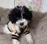 Onyx: Toy Poodle , a male Poodle - Toy  for sale in Fredericksburg, VA – Photo 3 of 6