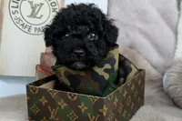Knox, a male Poodle - Toy  for sale in Fredericksburg, VA – Photo 3 of 3