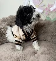 Onyx: Toy Poodle , a male Poodle - Toy  for sale in Fredericksburg, VA – Photo 4 of 6