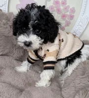 Onyx: Toy Poodle , a male Poodle - Toy  for sale in Fredericksburg, VA – Photo 2 of 6