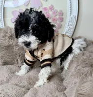 Onyx: Toy Poodle , a male Poodle - Toy  for sale in Fredericksburg, VA – Photo 6 of 6