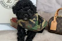 Knox, a male Poodle - Toy  for sale in Fredericksburg, VA – Photo 2 of 3