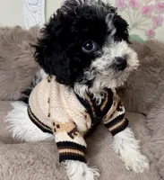 Onyx: Toy Poodle , a male Poodle - Toy  for sale in Fredericksburg, VA – Photo 1 of 6