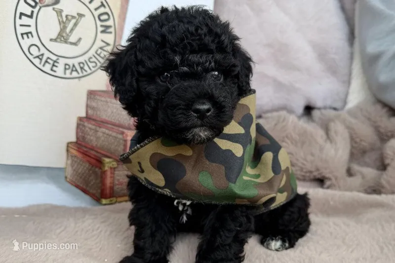 Knox – Poodle - Toy  puppy for sale in Fredericksburg, VA