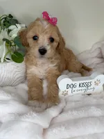 Parker, a female Maltipoo for sale in Fredericksburg, VA – 7 of 7