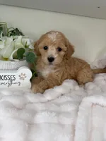 Parker, a female Maltipoo for sale in Fredericksburg, VA – 4 of 7