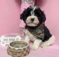 Cosmo, a male Shihpoo for sale in Fredericksburg, VA – Photo 2 of 2