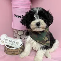 Cosmo, a male Shihpoo for sale in Fredericksburg, VA – Photo 1 of 2