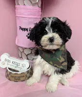 Cosmo, a male Shihpoo for sale in Fredericksburg, VA – Photo 1 of 2