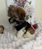 Paris Monroe, a female Havanese for sale in Fredericksburg, VA – 2 of 9