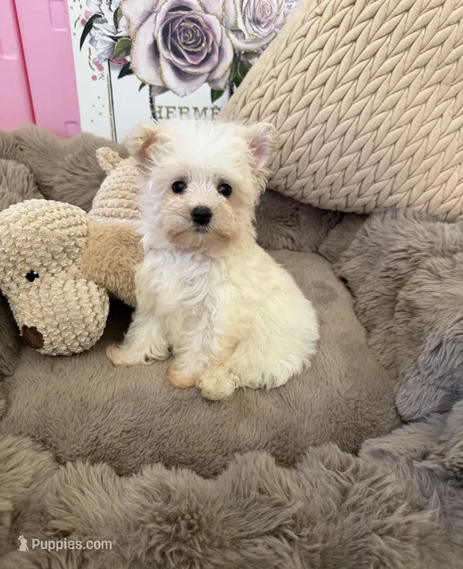 Rosie Lu – Morkie puppy for sale in Fredericksburg, VA