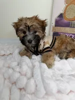 Benny James, a male Maltese and Silky Terrier for sale in Fredericksburg, VA – 8 of 9