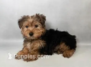 King: ACA Registerd Yorkie Puppy  – Yorkshire Terrier puppy for sale in Fredericksburg, VA