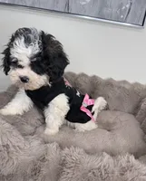Lillian “Lil” 🌸 | Female Maltipoo, a female Maltipoo for sale in Fredericksburg, VA – 6 of 8