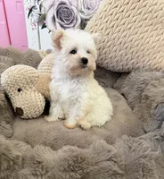 Rosie Lu, a female Morkie for sale in Fredericksburg, VA – 9 of 10