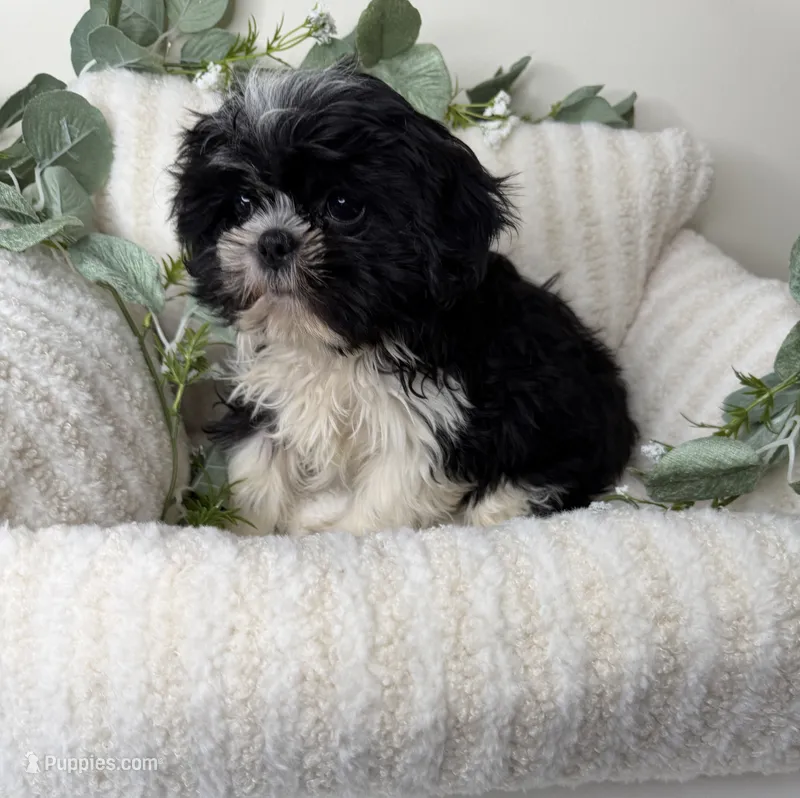 Jacob 🧸 | Male Teddy Bear Puppy – Shichon puppy for sale in Fredericksburg, VA