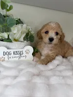 Parker, a female Maltipoo for sale in Fredericksburg, VA – 3 of 7