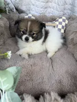 Poppy Rae 🌸 | Female Toy Pomeranian, a female Pomeranian for sale in Fredericksburg, VA – 2 of 5