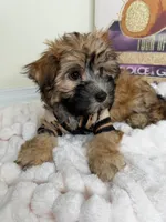 Benny James, a male Maltese and Silky Terrier for sale in Fredericksburg, VA – 2 of 9