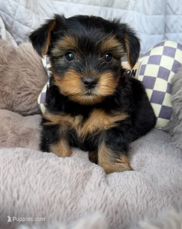 Luca 💙 | Male Toy Yorkie – Yorkshire Terrier puppy for sale in Fredericksburg, VA