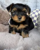 Luca 💙 | Male Toy Yorkie, a male Yorkshire Terrier for sale in Fredericksburg, VA – 1 of 5