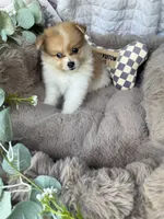 Millie Mae 🩷 | Female Toy Pomeranian, a female Pomeranian for sale in Fredericksburg, VA – 6 of 8