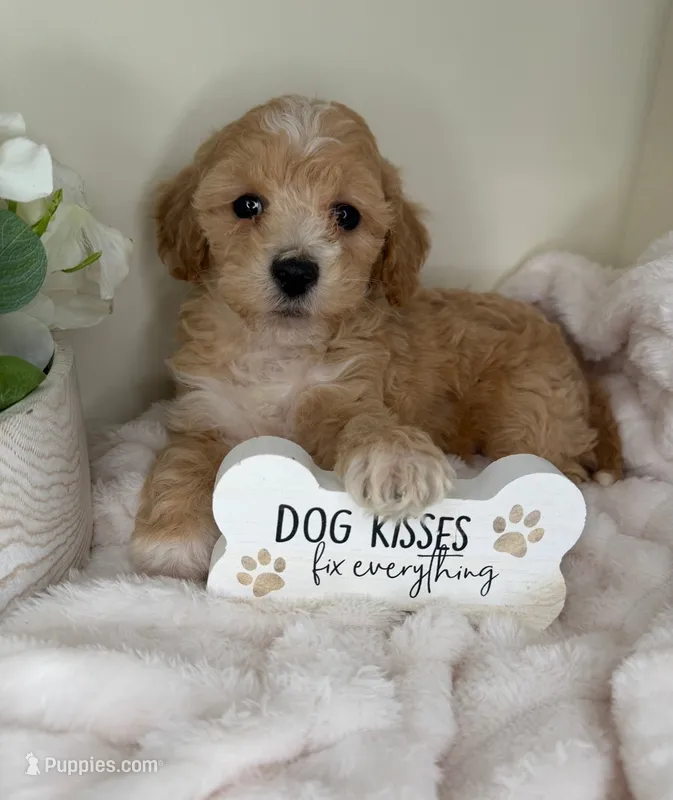 Teddy James – Maltipoo puppy for sale in Fredericksburg, VA