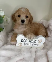 Teddy James, a male Maltipoo for sale in Fredericksburg, VA – 1 of 4