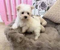 Rosie Lu, a female Morkie for sale in Fredericksburg, VA – 4 of 10