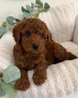 Dallas Walker, a male Cavapoo for sale in Fredericksburg, VA – 4 of 5