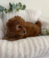 Ruby Jean, a female Cavapoo for sale in Fredericksburg, VA – 7 of 10