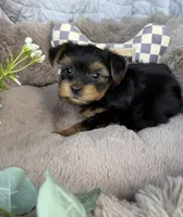 Luca 💙 | Male Toy Yorkie, a male Yorkshire Terrier for sale in Fredericksburg, VA – 4 of 5