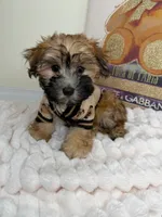 Benny James, a male Maltese and Silky Terrier for sale in Fredericksburg, VA – 1 of 9