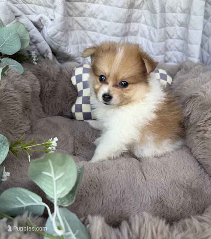 Millie Mae 🩷 | Female Toy Pomeranian – Pomeranian puppy for sale in Fredericksburg, VA