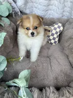 Millie Mae 🩷 | Female Toy Pomeranian, a female Pomeranian for sale in Fredericksburg, VA – 5 of 8